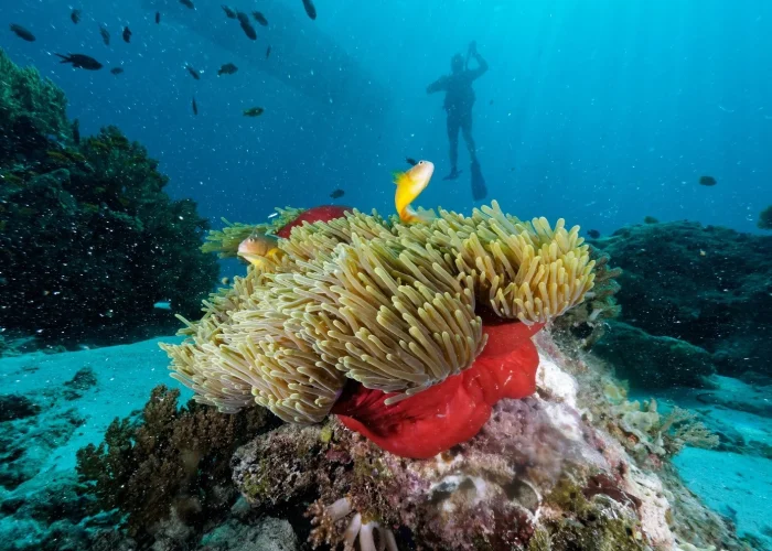 Red Sea Diving Experience